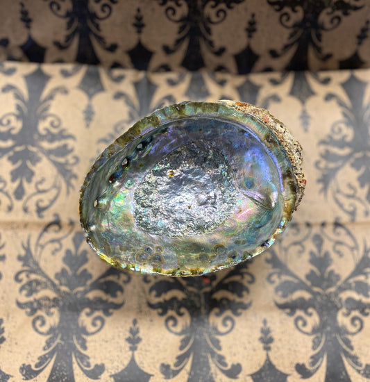 Abalone Shell LG