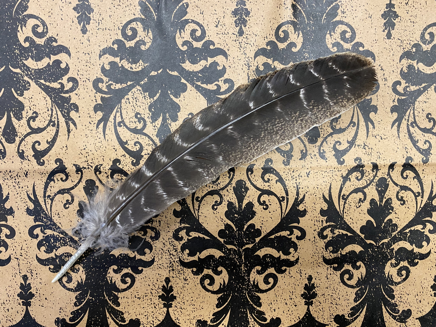 Turkey Feather